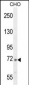C2 Antibody (N-term)